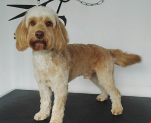 Dog