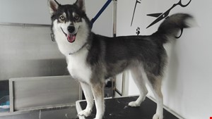 Dog